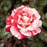 Multicoloured Roses