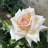 Bush Roses