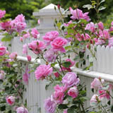 Climbing Roses