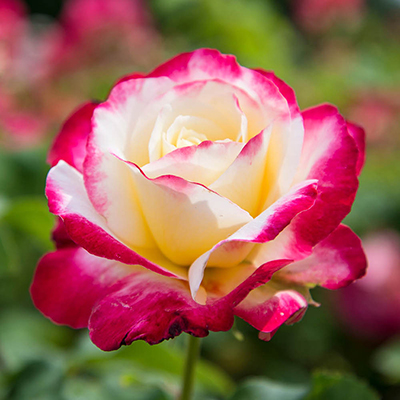 Roses&CO