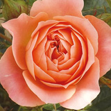 Patio Roses