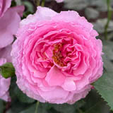 Pink Roses
