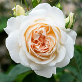 White Roses