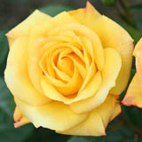 Yellow Roses