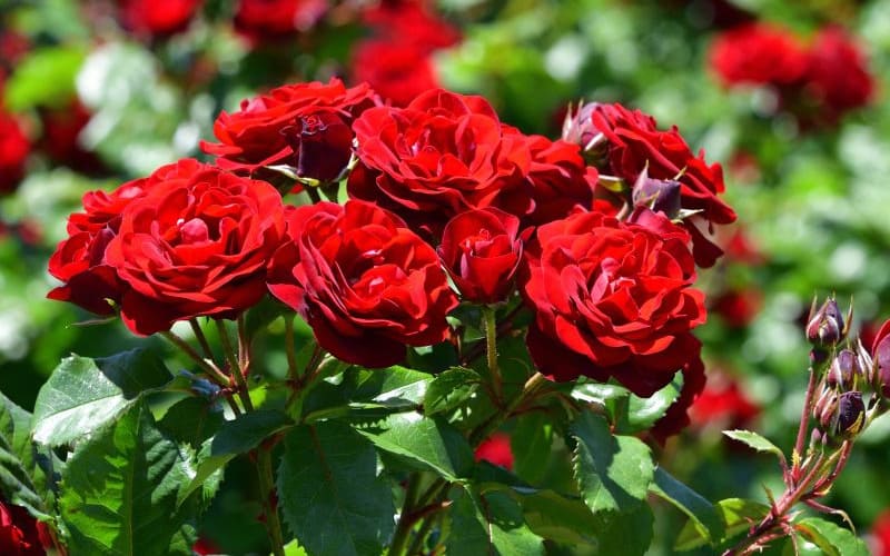 The Essential Guide To Roses | Harkness Roses